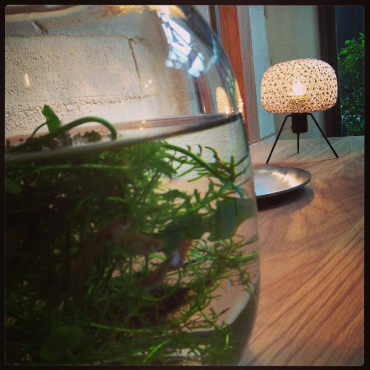 What the fish can see the light from Electro Soul, a table lighting from Ango.