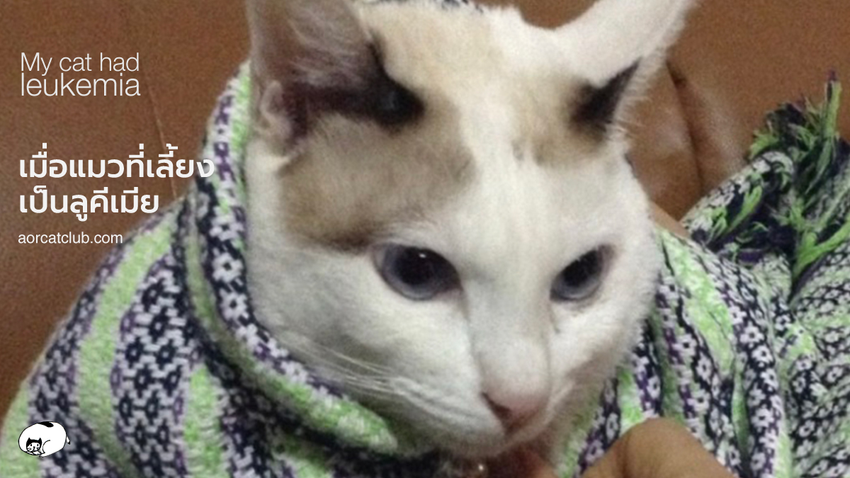 แมวเป็นลูคีเมียดูยังไง