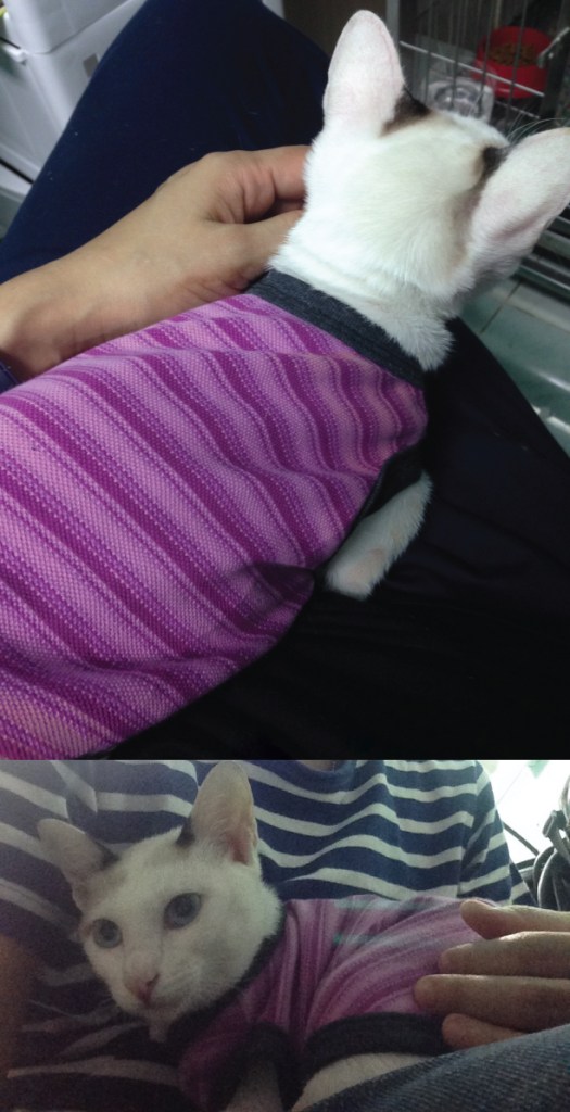 Tako had no choice for her little shirt. She wore it for the whole week. 