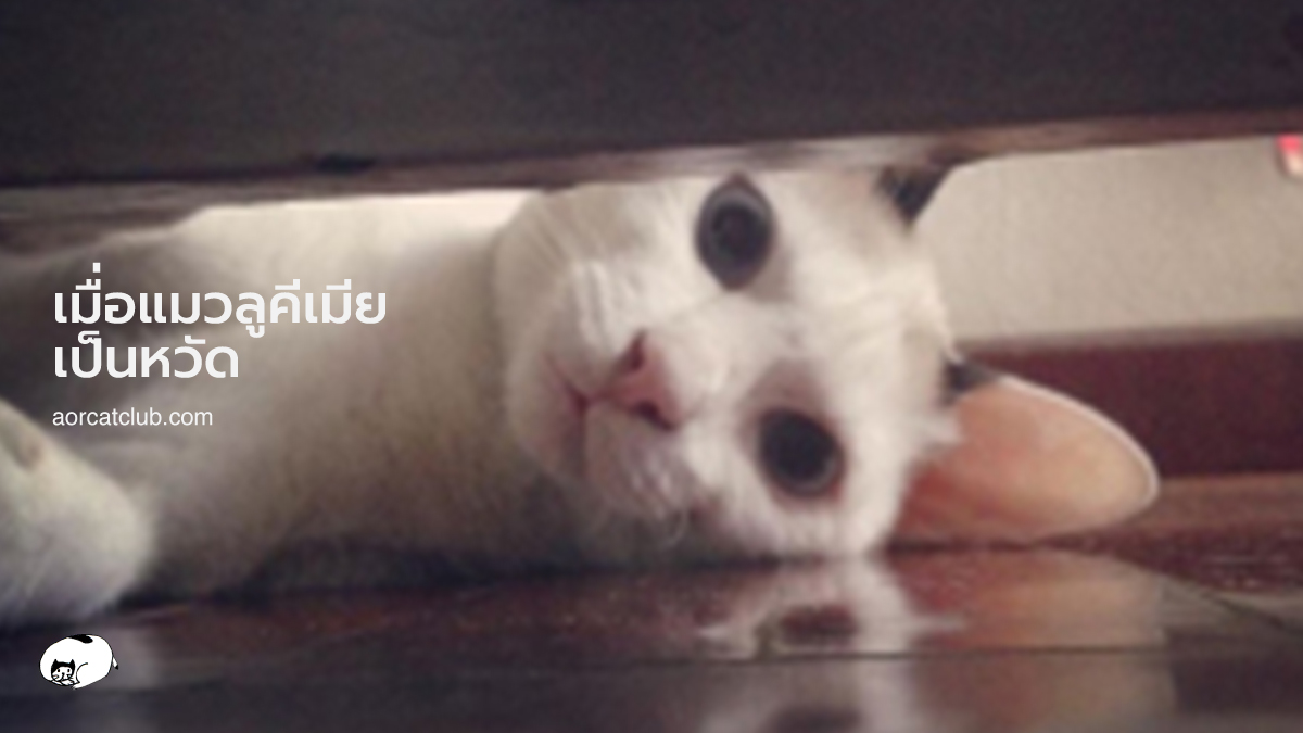 แมวลูคีเมียเป็นหวัดง่าย