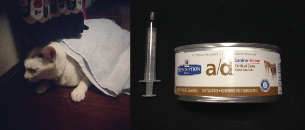 แมวป่วยเป็นลูคีเมีย จะอ่อนแอ เป็นหวัดง่าย