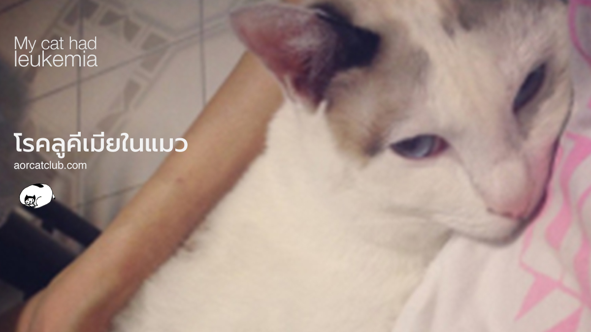 โรคลูคีเมียแมว
