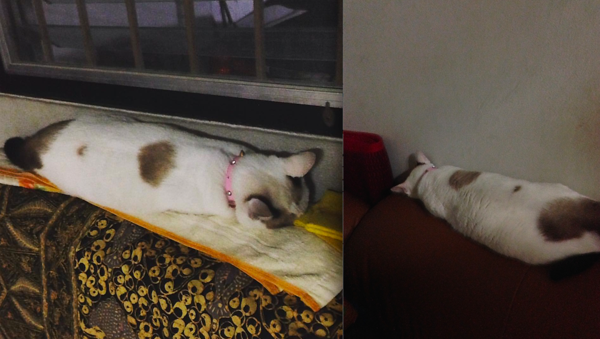 ค่าตับในแมวสูงบอกได้หลายอย่าง