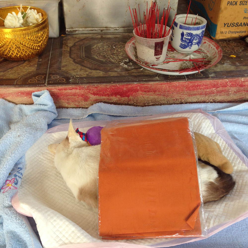 ทำพิธีสวดศพให้แมว