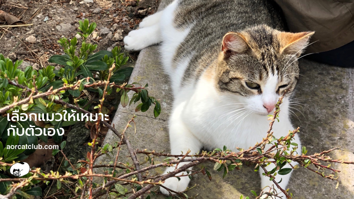 วิธีเลือกแมว