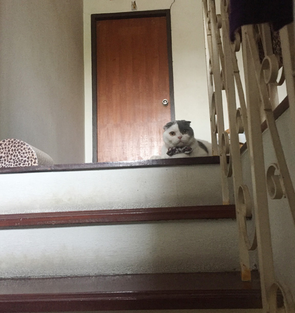 แมวชอบนั่งดักที่บันได