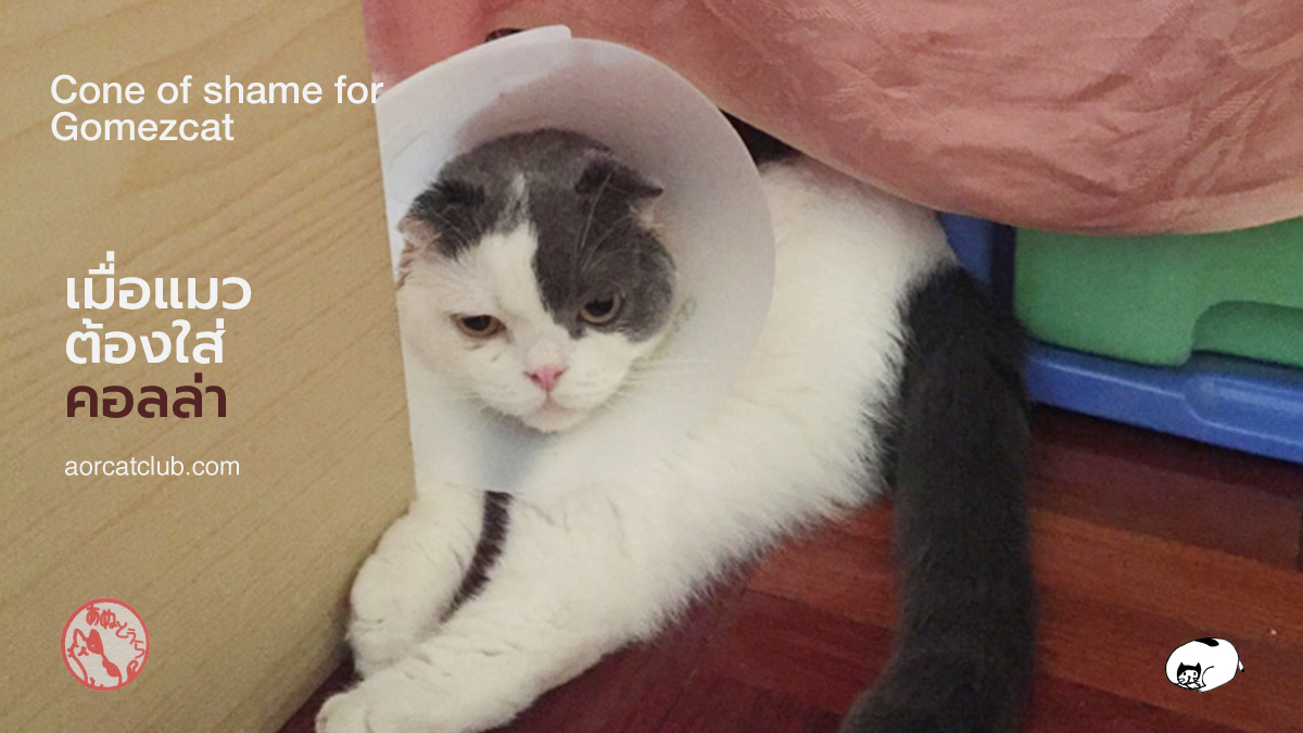 คอลล่าแมว