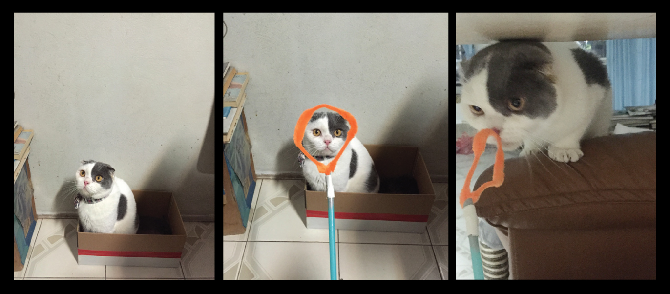 แมวหน้าเฉย แมวโกเมส แมวหูพับ