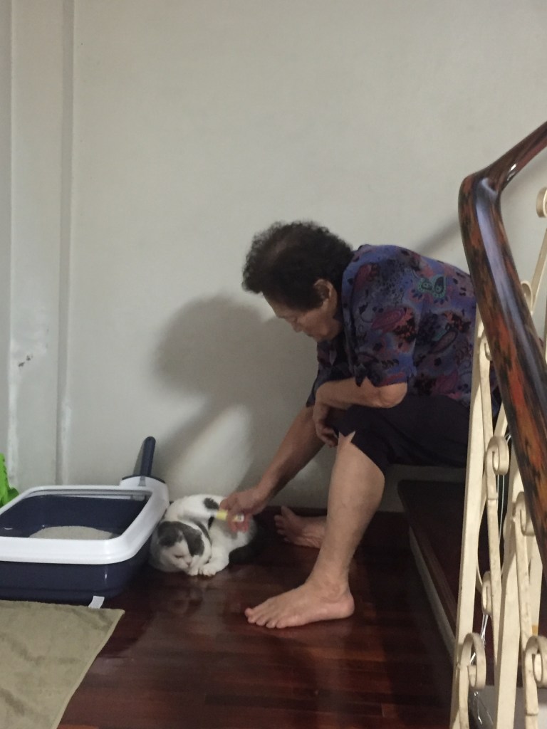 แมวย้ายบ้านใหม่ๆ