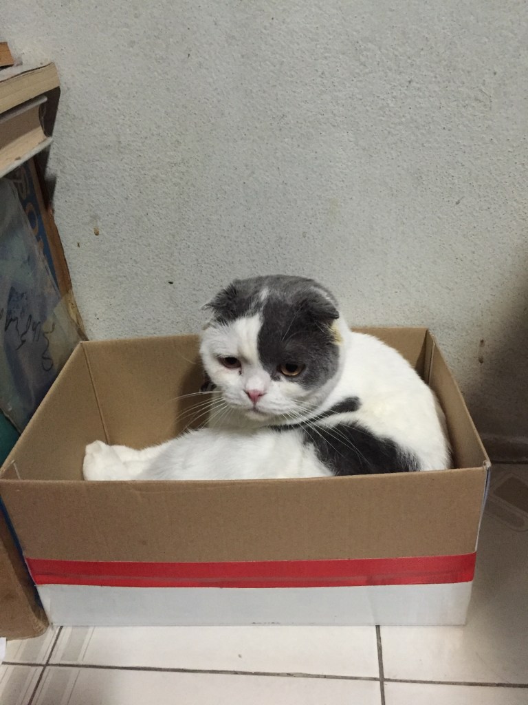 แมวเหงาได้มั้ย