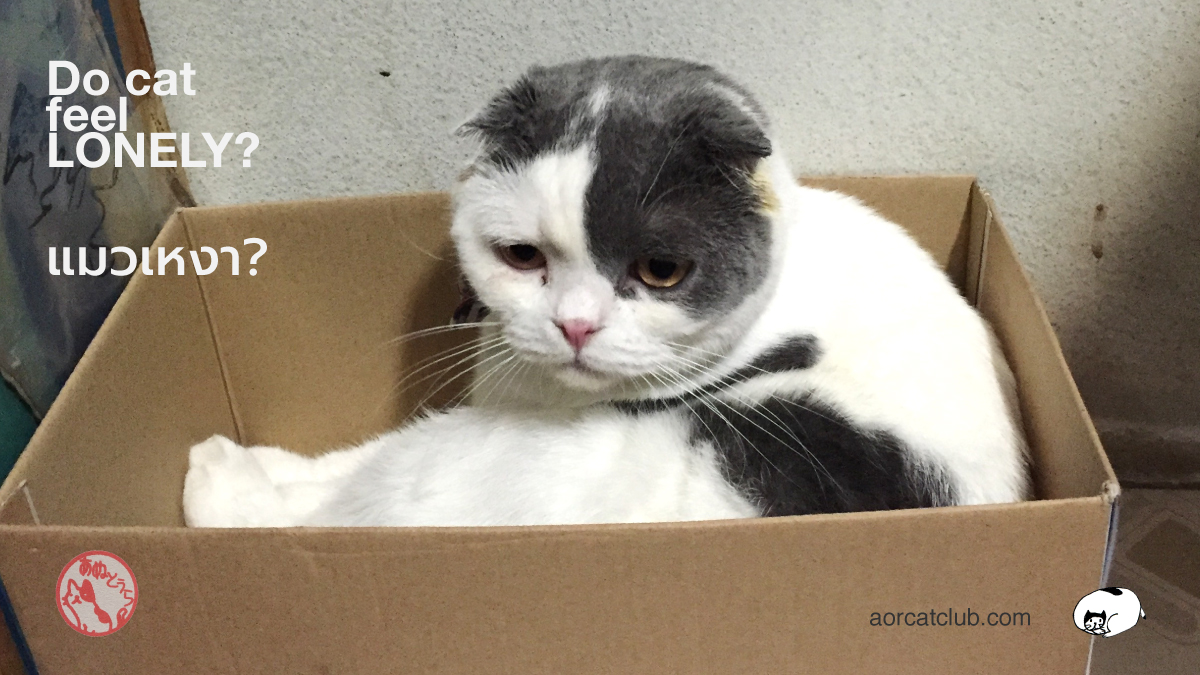 แมวเหงารึป่าว