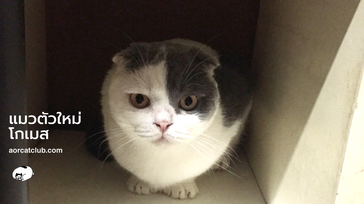 แมวมาอยู่ใหม่ๆ