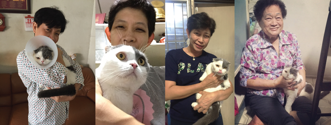 วันกอดแมว รูปหมู่กอดแมว