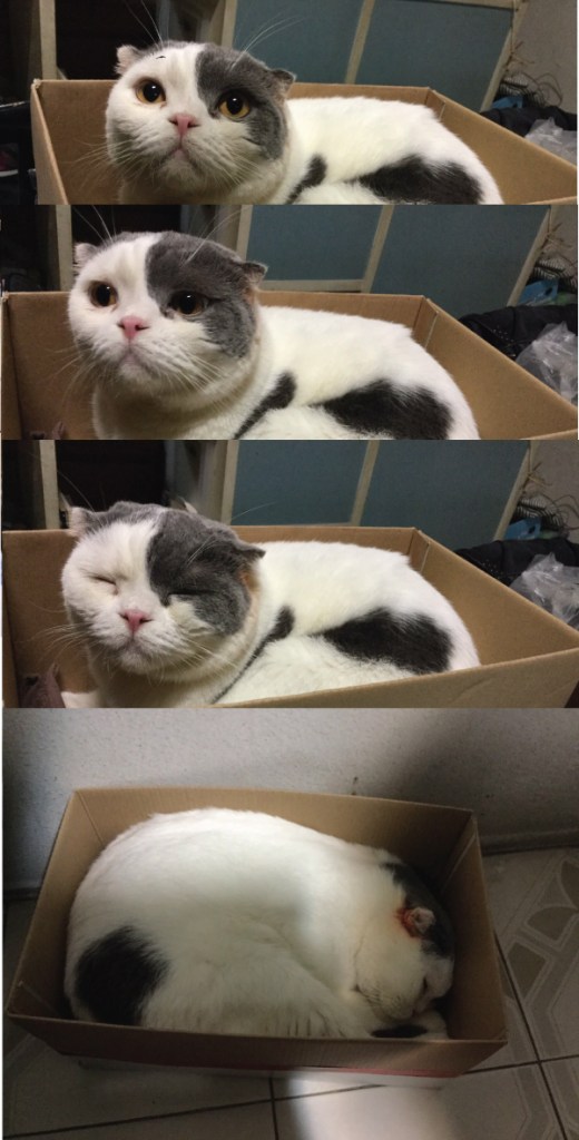 แมวนอนกล่อง