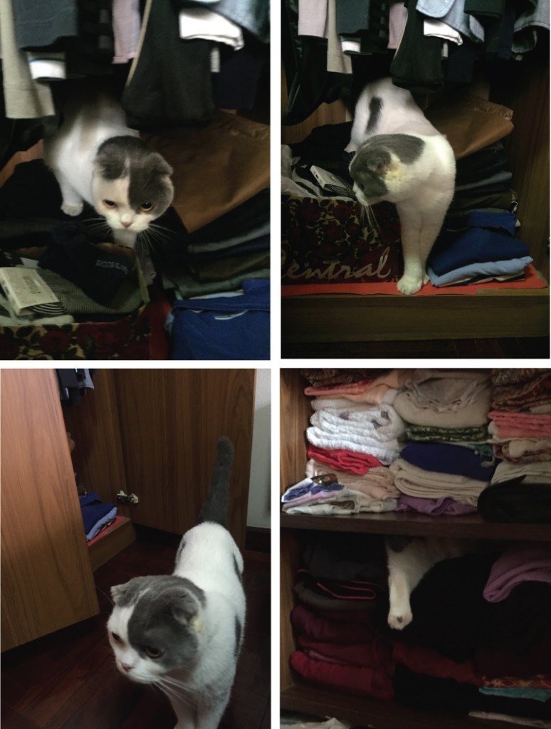 นิสัยแมว ชอบมุดตู้