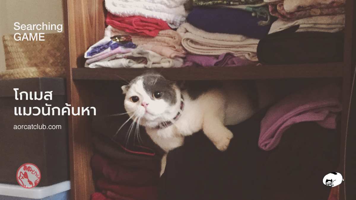 แมวชอบเล่นซ่อนแอบ