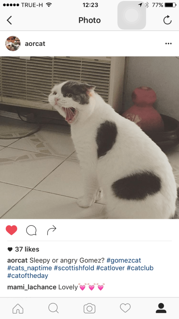 ประกวดแมวหาวในอินสตาแกรม