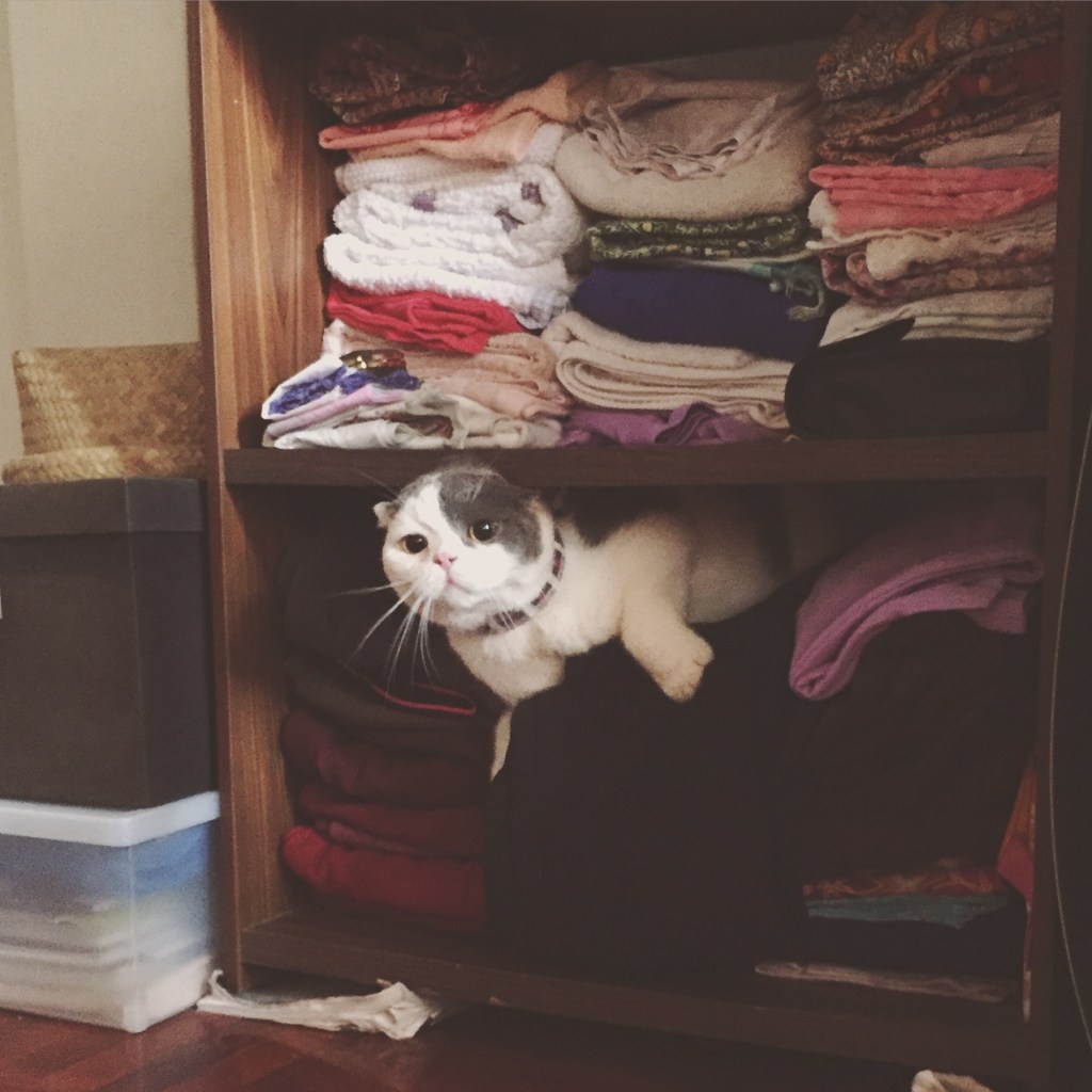 แมวชอบมุดตู้เสื้อผ้า