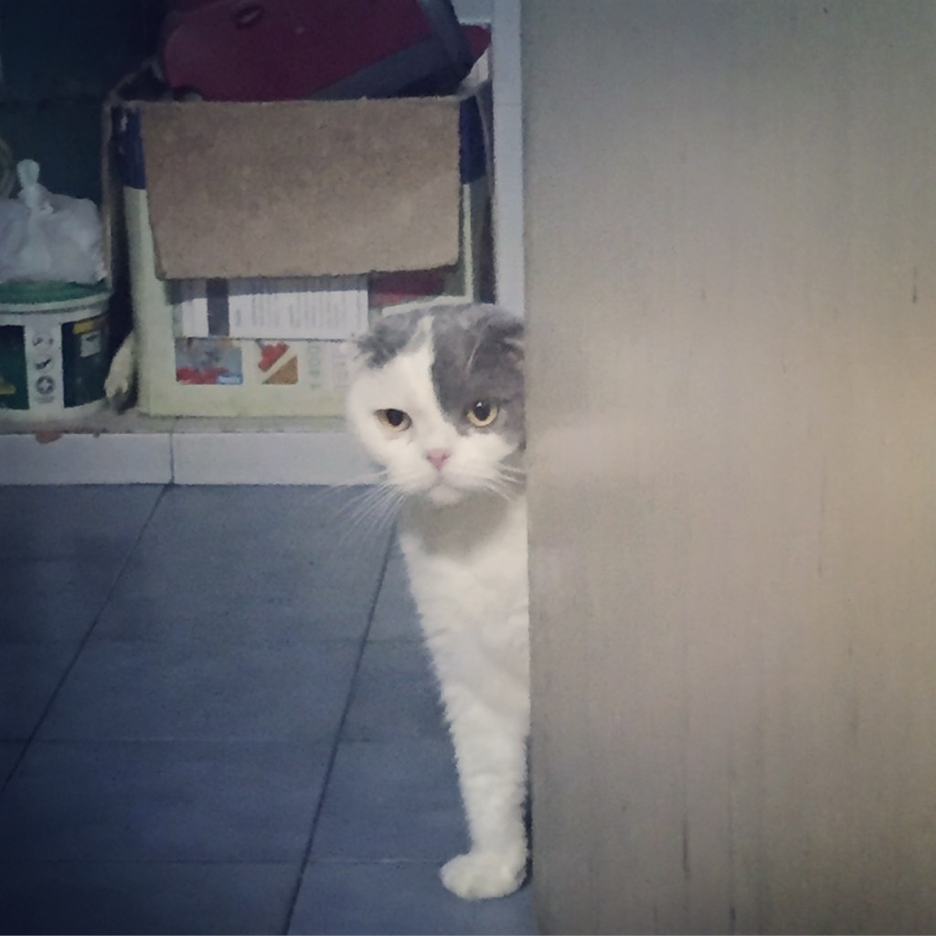 แมวแอบมอง