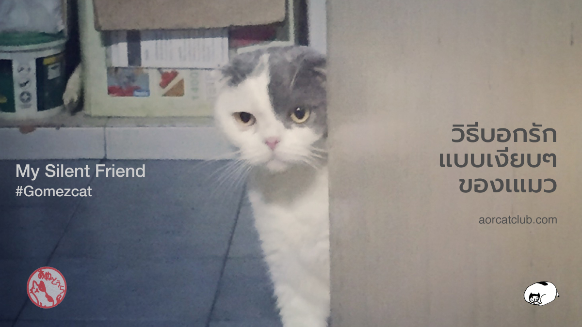 วิธีที่แมวบอกรัก