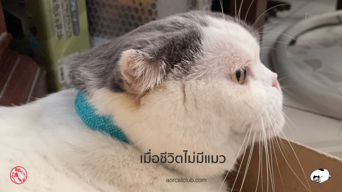 เมื่อชีวิตขาดแมวไม่ได้