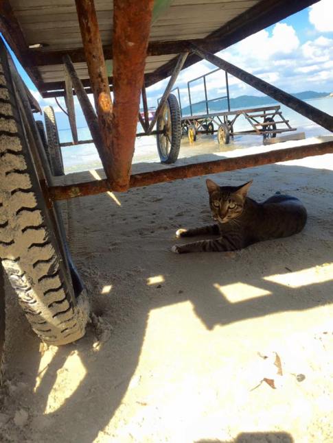 15193706_1182097735193921_5237798530530785177_n