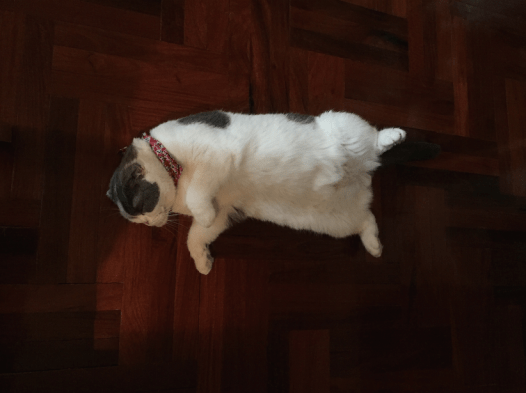 screen-shot-2017-01-13-at-1-09-21-pm