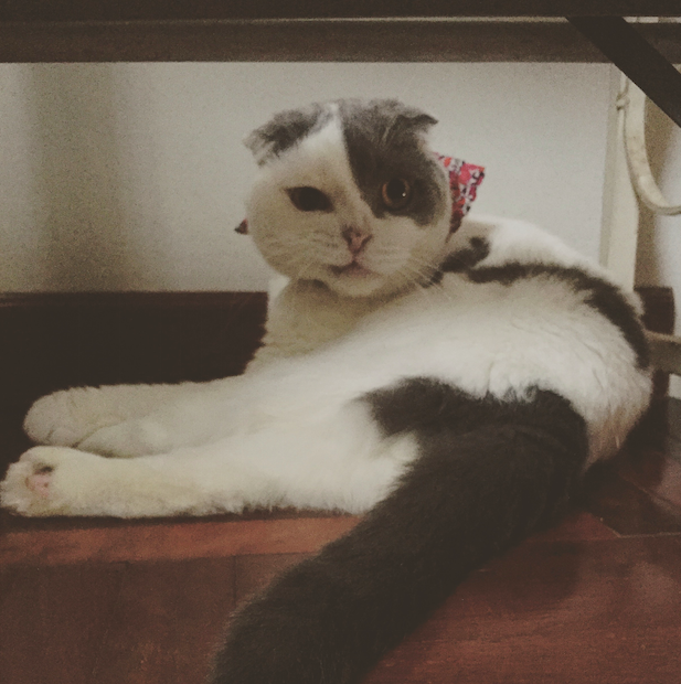 screen-shot-2017-01-13-at-1-09-34-pm