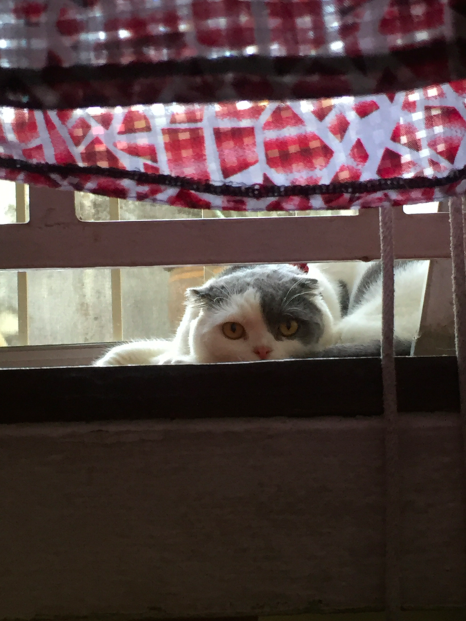 Screen Shot 2017-05-03 at 12.56.21 AM