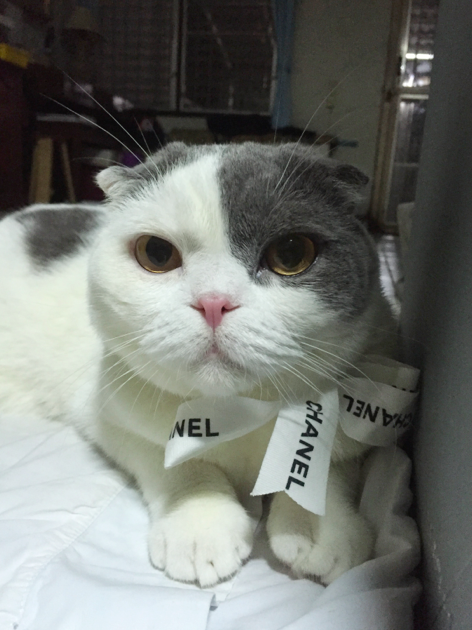 Gomezcat with Chanel ribbon