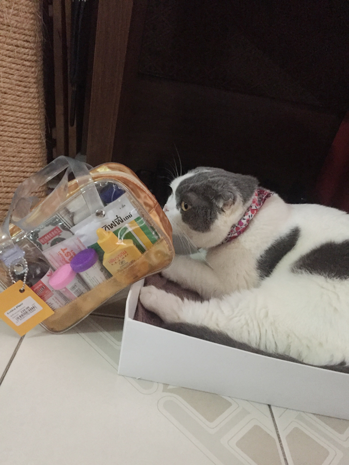 ทำบุญกับแมว