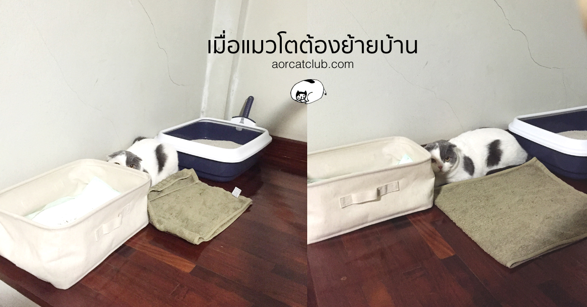 ขอแมวโตแล้วมาเลี้ยง