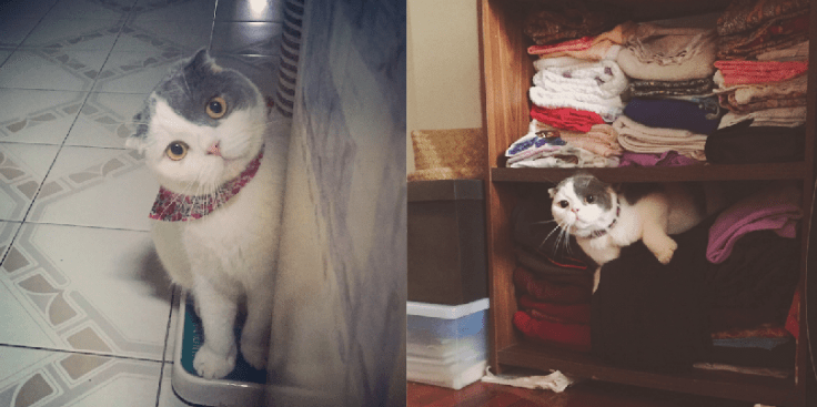 โกเมส แมวคุณชาย