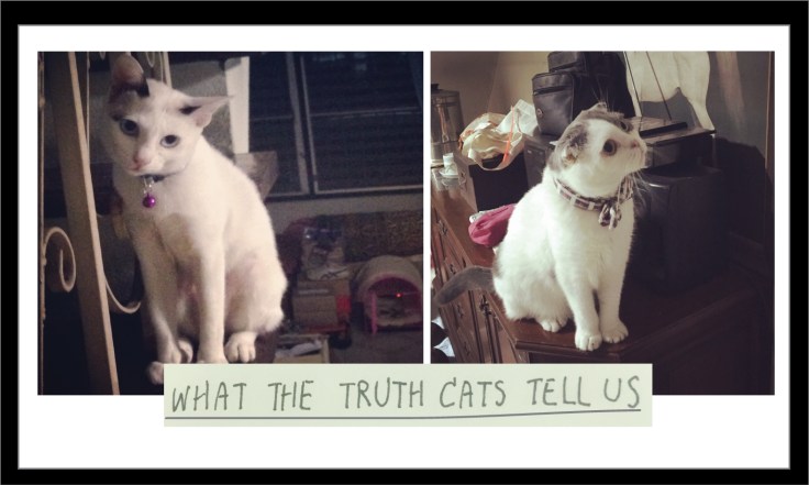 What-cats-tell-us