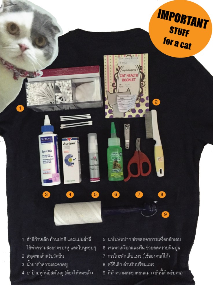 ของใช้จำเป็นสำหรับแมว