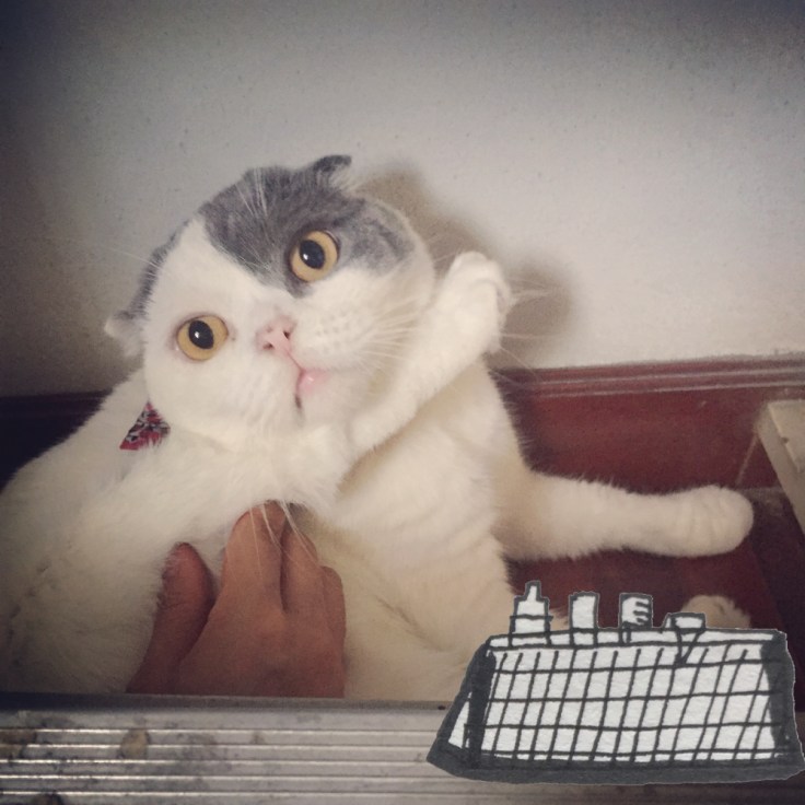 เปิดกระเป๋าของใช้แมว