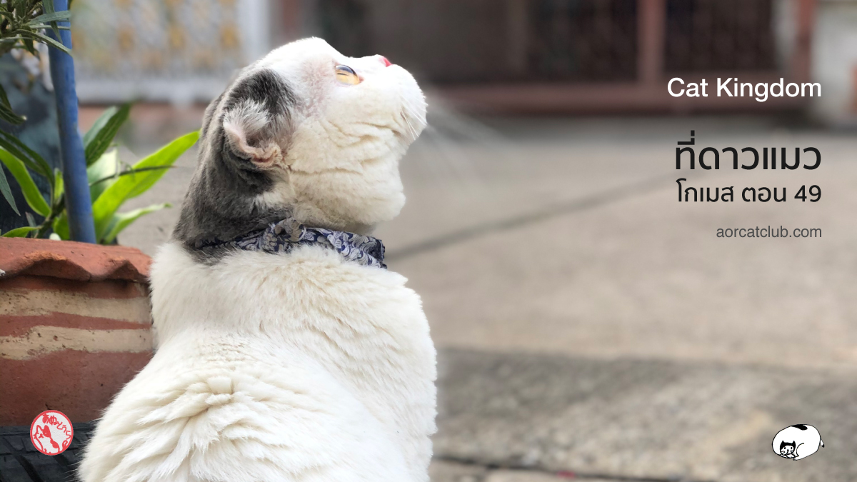 ดาวแมว น่าอยู่มาก