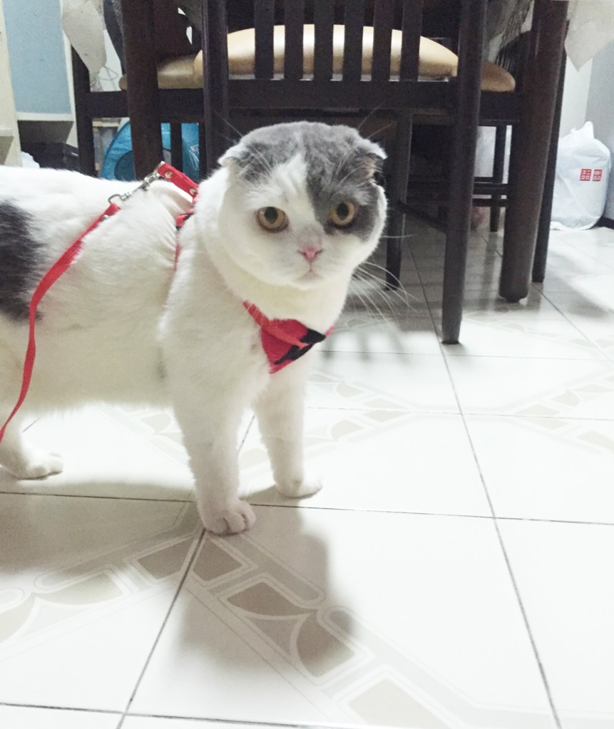 สายจูงแมว ไว้พาแมวเดินเล่น