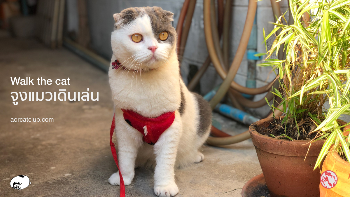 แมวยอมใส่สายจูงแมว