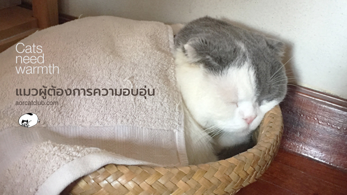 แมวเป็นหวัดง่าย