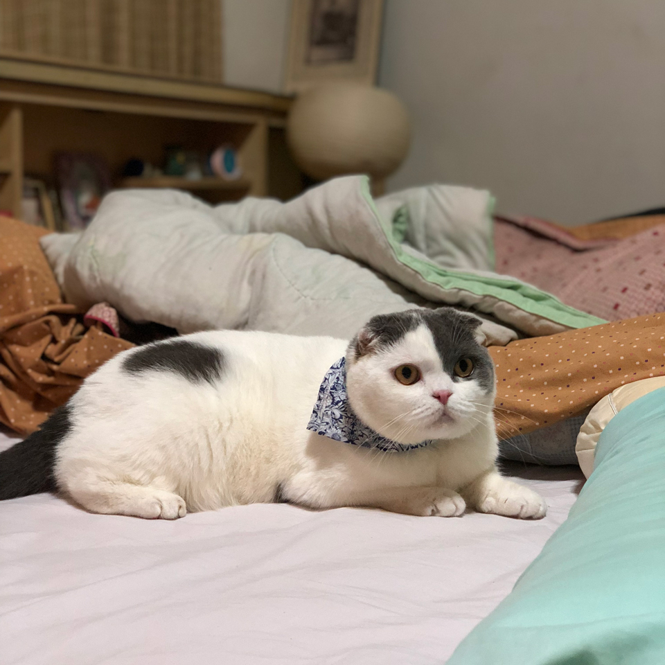 อาบน้ำให้แมว