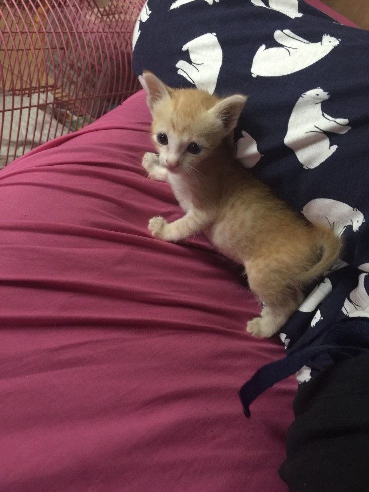 ลูกแมวฝากเลี้ยง โตมาน่ารักมาก #Catclubguest