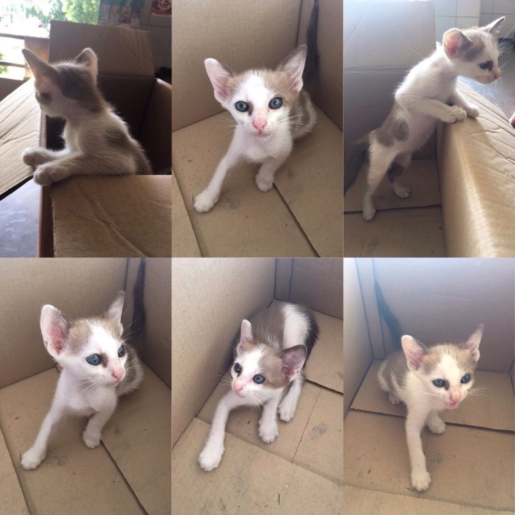 แมวเก็บมาเลี้ยงโคตรน่ารัก #Catclubguest