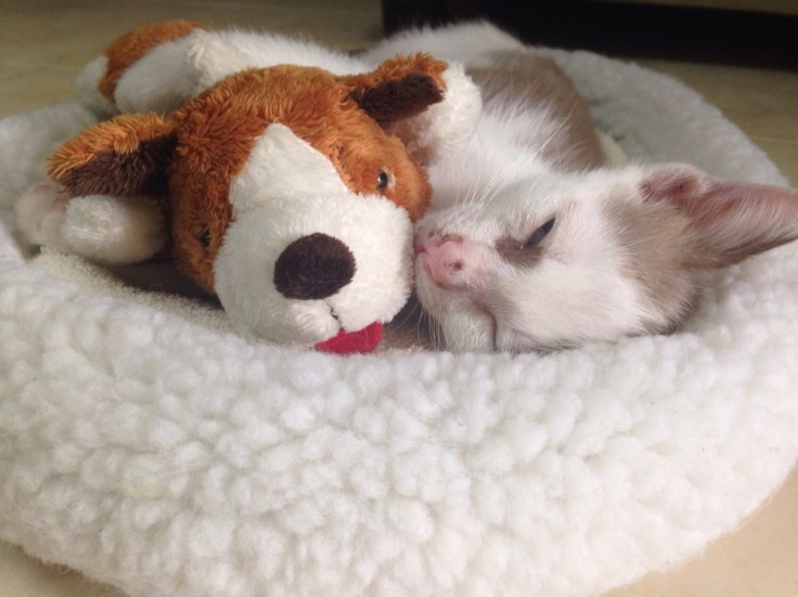 แมวจรรับมาเลี้ยงโครตน่ารัก #Catclubguest