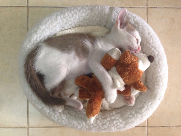 แมวจรรับมาเลี้ยงโคตรน่ารัก #Catclubguest