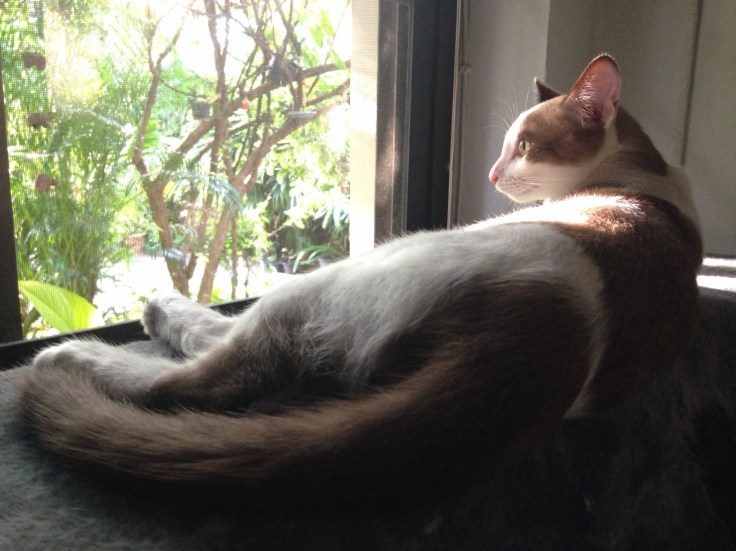 แมวจรรับมาเลี้ยงโครตน่ารัก #Catclubguest