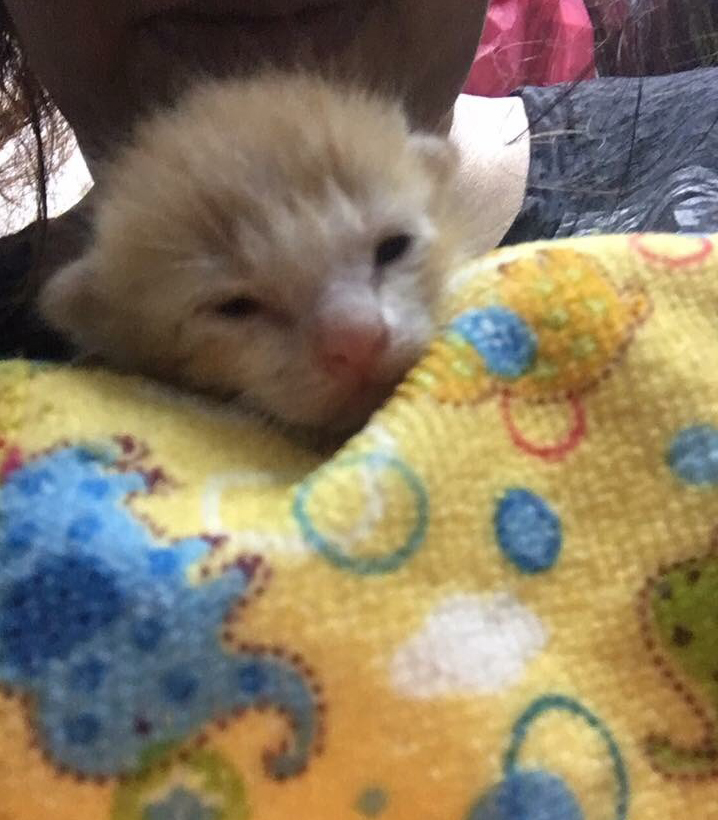 ลูกแมวฝากเลี้ยง โตมาน่ารักมาก #Catclubguest