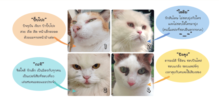 แมวจรรับมาเลี้ยงโคราน่ารัก #Catclubguest