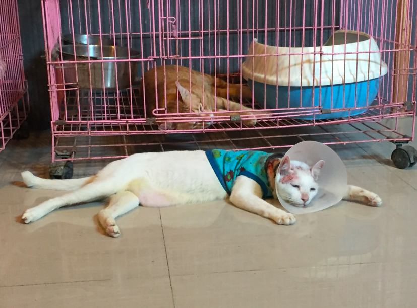 สัตว์แพทย์เลี้ยงแมวที่ลูกค้าไม่มารับคืน #Catclubguest