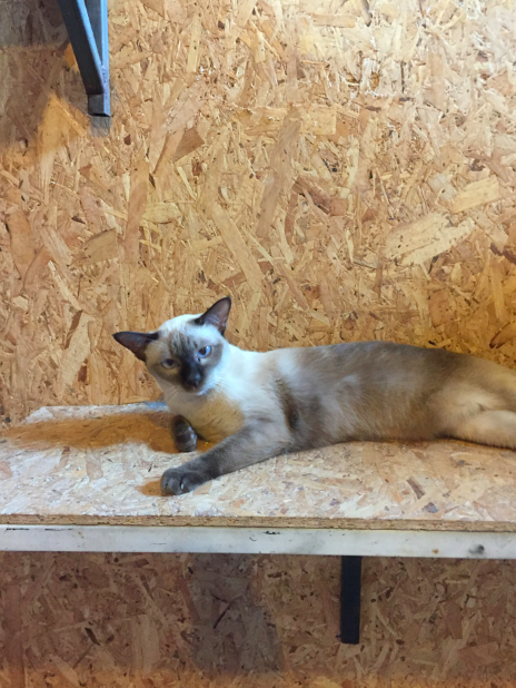 สัตว์แพทย์เลี้ยงแมวที่ลูกค้าไม่มารับคืน #Catclubguest